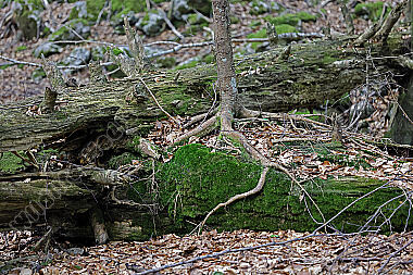 Europäischer Primärurwald