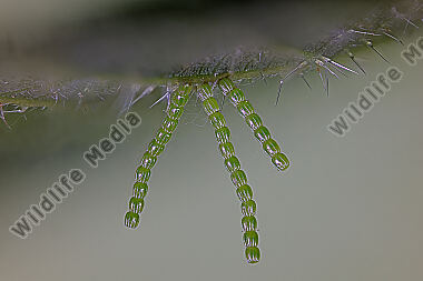 Landkärtchen Eigelege