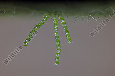 Landkärtchen Eigelege