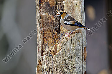 Kernbeisser Männchen