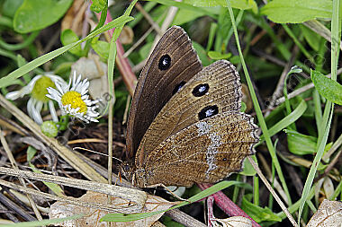 Blauäugiger Waldportier
