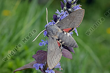 Fledermausschwärmer