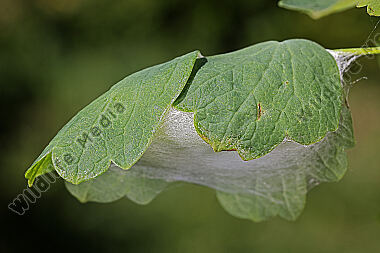 Große Wiesenrauten-Goldeule Kokon