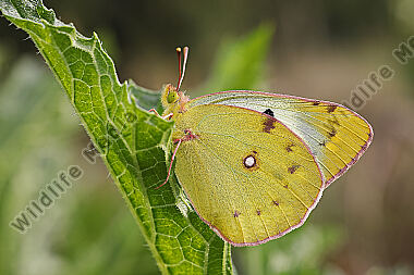 Hufeisenklee-Gelbling