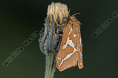 Hübners Alpen-Wurzelbohrer