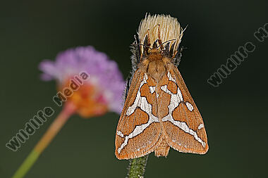Hübners Alpen-Wurzelbohrer