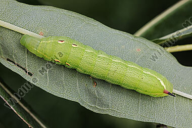 Mittlerer Weinschwärmer halberwachsene Raupe