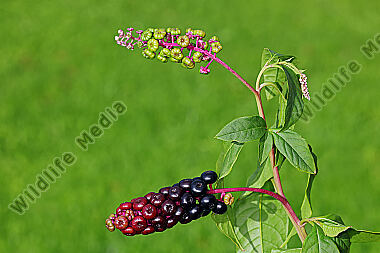 Amerikanische Kermesbeere