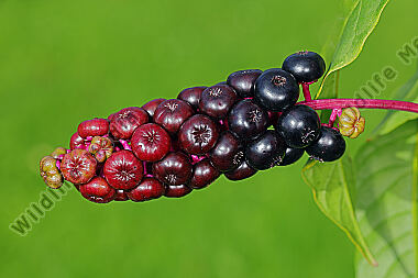 Amerikanische Kermesbeere