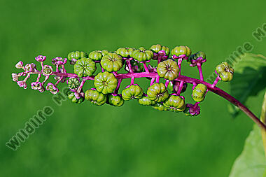 Amerikanische Kermesbeere