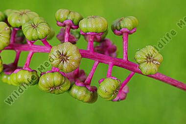 Amerikanische Kermesbeere