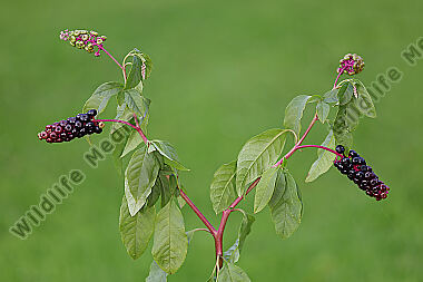 Amerikanische Kermesbeere