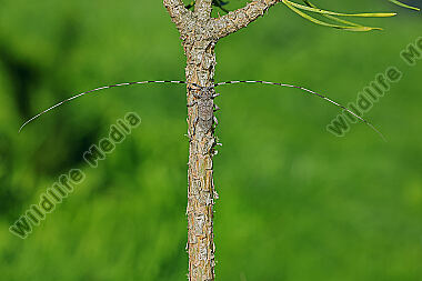 Zimmermannsbock Männchen