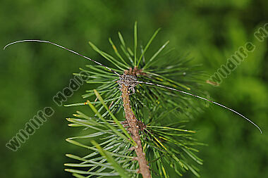 Zimmermannsbock Männchen