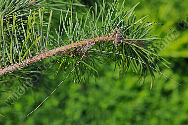 Zimmermannsbock Männchen