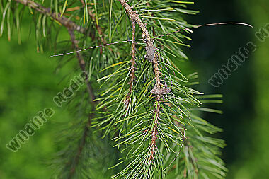 Zimmermannsbock Männchen