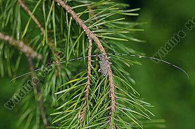 Zimmermannsbock Männchen