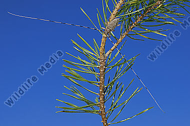 Zimmermannsbock Männchen