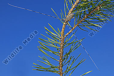 Zimmermannsbock Männchen