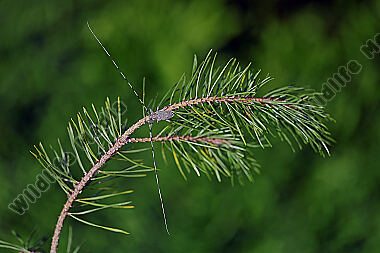 Zimmermannsbock Männchen