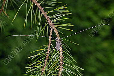 Zimmermannsbock Männchen