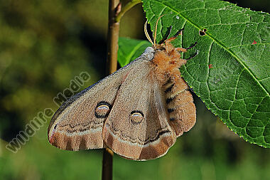 Pfauenspinner Neoris schencki Weibchen