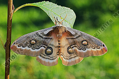 Pfauenspinner Neoris schencki Weibchen