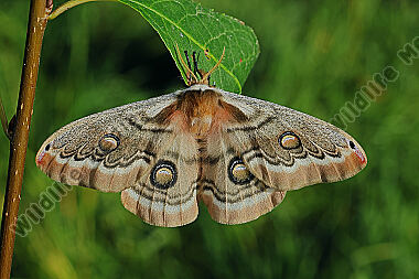 Pfauenspinner Neoris schencki Weibchen