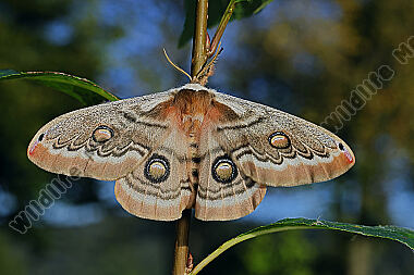 Pfauenspinner Neoris schencki Weibchen