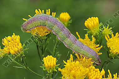 Dunkelgrauer Goldaster-Mönch Raupe