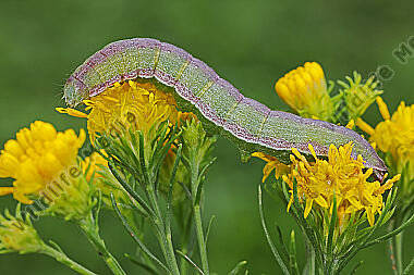 Dunkelgrauer Goldaster-Mönch Raupe