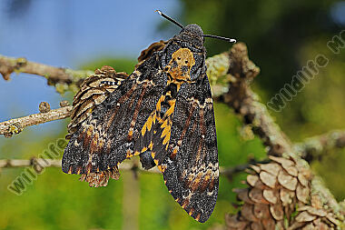Totenkopfschwärmer