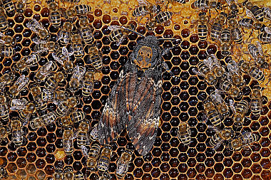 Totenkopfschwärmer im Bienenstock