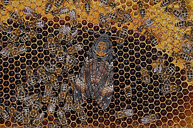 Totenkopfschwärmer im Bienenstock