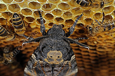 Totenkopfschwärmer im Bienenstock