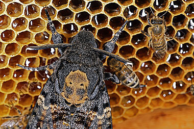 Totenkopfschwärmer im Bienenstock