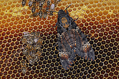 Totenkopfschwärmer im Bienenstock