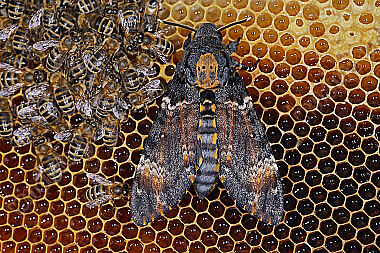 Totenkopfschwärmer im Bienenstock
