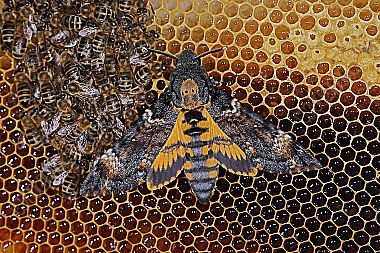 Totenkopfschwärmer im Bienenstock