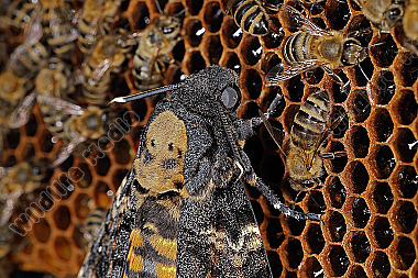 Totenkopfschwärmer im Bienenstock