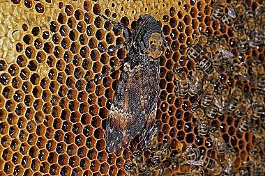 Totenkopfschwärmer im Bienenstock
