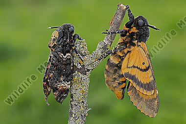 Totenkopfschwärmer Schlupf