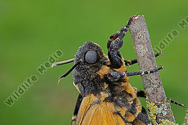 Totenkopfschwärmer Schlupf