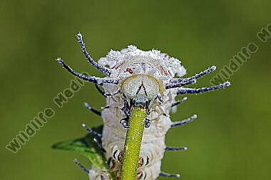 Atlasseidenspinner Raupe