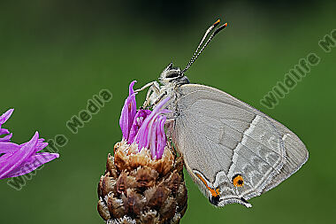 Blauer Eichen-Zipfelfalter