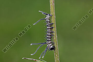 Chinesischer Brahmaspinner hearseyi Eiraupe