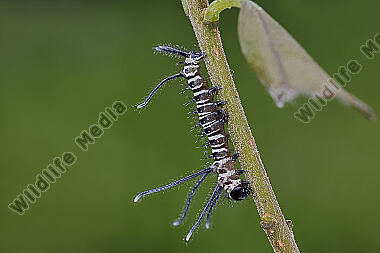 Chinesischer Brahmaspinner hearseyi Eiraupe