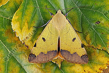 Grüne Brombeer-Bandeule
