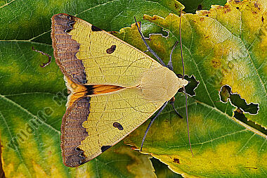 Grüne Brombeer-Bandeule