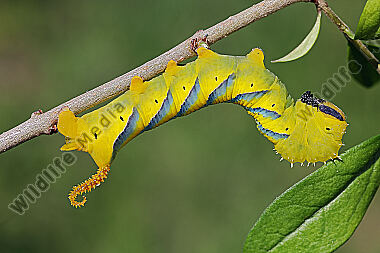 Totenkopfschwärmer Raupe
